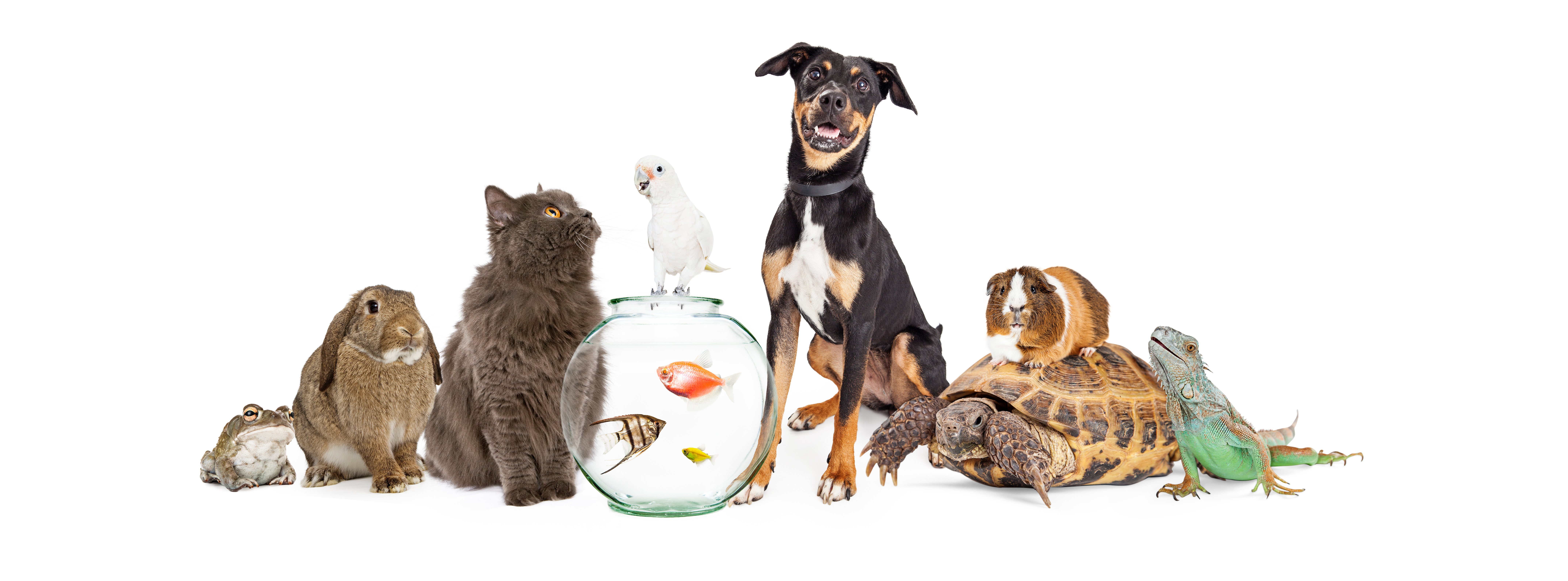 With AZO you produce hiqh-quality pet food for all pets